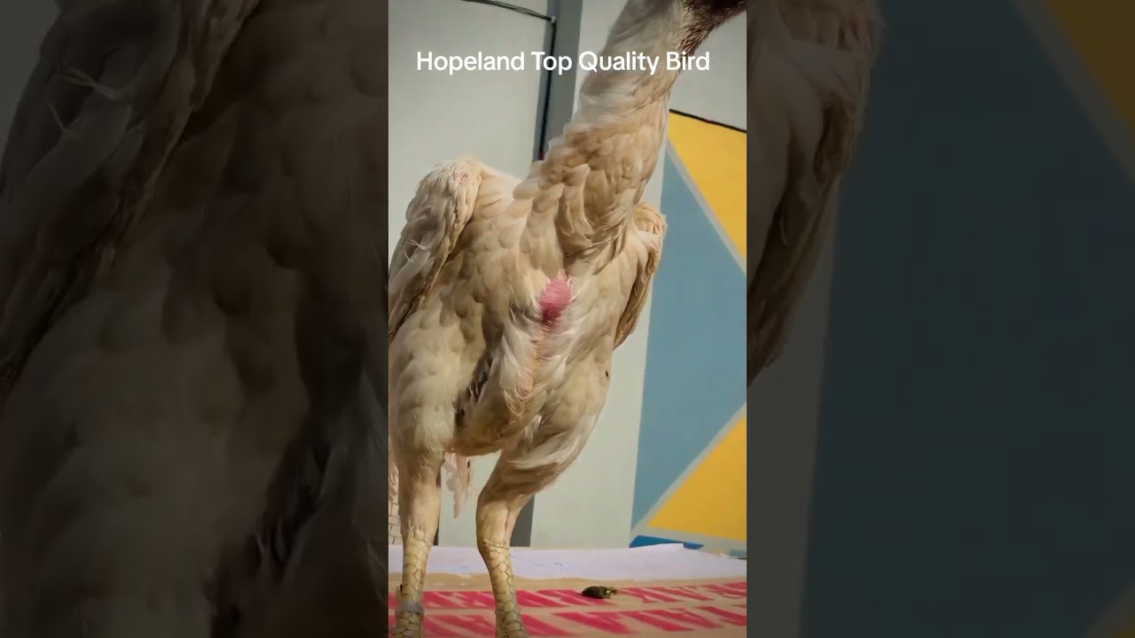 Top Quality Bird by Hopeland Fancy Birds