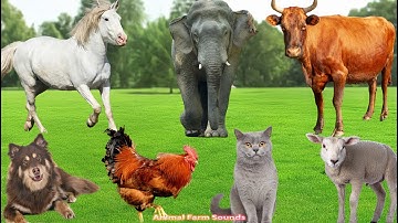 Farm Animals: Cat, Dog, Parrot, Pig, Cow, Horse, Goat, Duck, Chicken - Animal Sounds