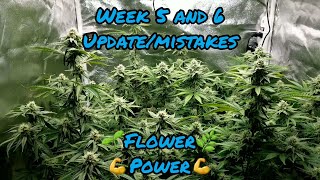 Weeks 5 6 Lava Cake Do-Si-Dos In A Ezhydrogrow Kit Running A Mars Hydro Tsw2000 Led