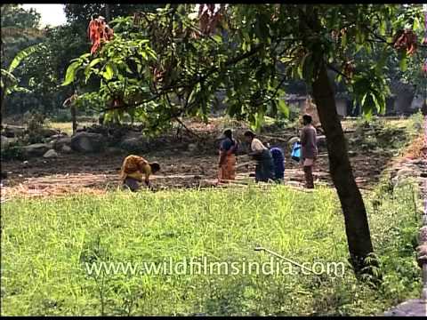 Women of Uttarakhand play substantial roles in farming, India