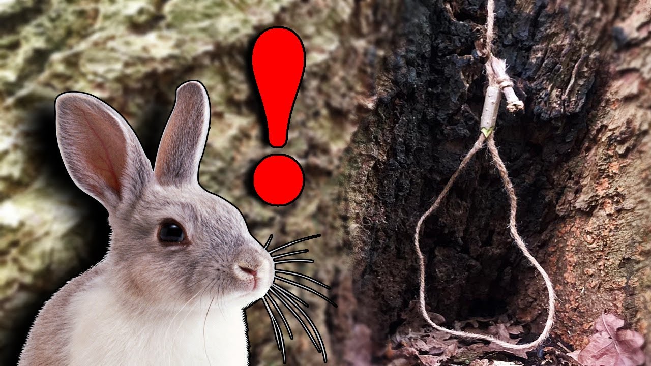 SURVIVAL SNARE TRAP: Catch Survival Food Without Wire - Easy Game Guaranteed