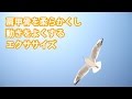ひめトレエクササイズ | バードウィング