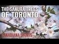 Canadiana Shorts: The Sakura Trees of Toronto