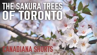 The Sakura Trees of Toronto (Canadiana Shorts)