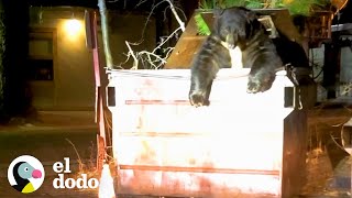 Giant bear gets stuck in a garbage dumpster | The Dodo