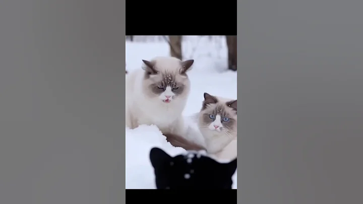 Watch the video about Black Panther Scares Ragdoll Cat… Big Mistake 😼#shorts #ragdollcat #FluffyButFierce #catpower