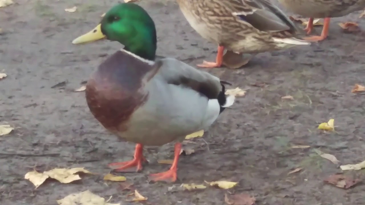 Утки на пруду в Риге. - YouTube