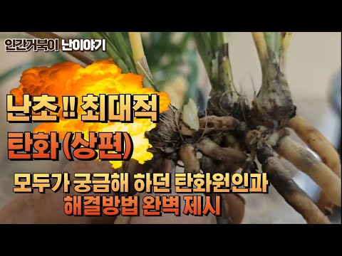 난초 탄화원인과 해결방법을 완벽하게 정리합니다