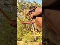 How to hunt a deer with an arrow #youtubeshorts #wildtv #wildlife #youtubestudio #funny #comedy