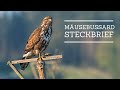 Mäusebussard - Steckbrief [Aussehen, Ruf, Verbreitung und mehr]