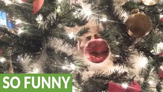 Crying kitty regrets climbing Christmas tree