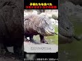 子猫たちを食べたコモドオオトカゲの末路