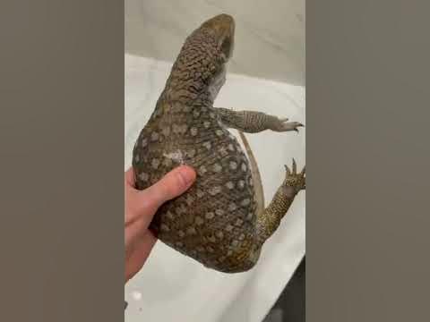Распаковка ВАРАНА - YouTube