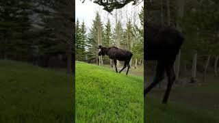 Moose snort