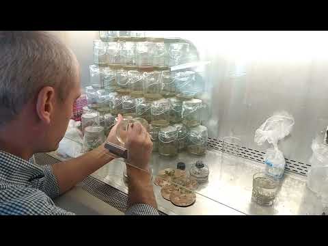 Черенкование растений in vitro