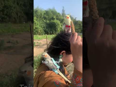 Happy New Year 2026 Cuteanimals Birds Cutebirds Parrot Cutepets Cute Talkinganimal 