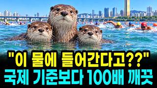 "A family of otters lives in the heart of Seoul": The real reason the smelly Han River became a r...