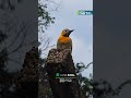 Ave símbolo do interior chama atenção pela beleza em São Carlos