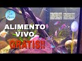 ALIMENTO VIVO para peces|gratis y fácil| que darles de comer a mis peces