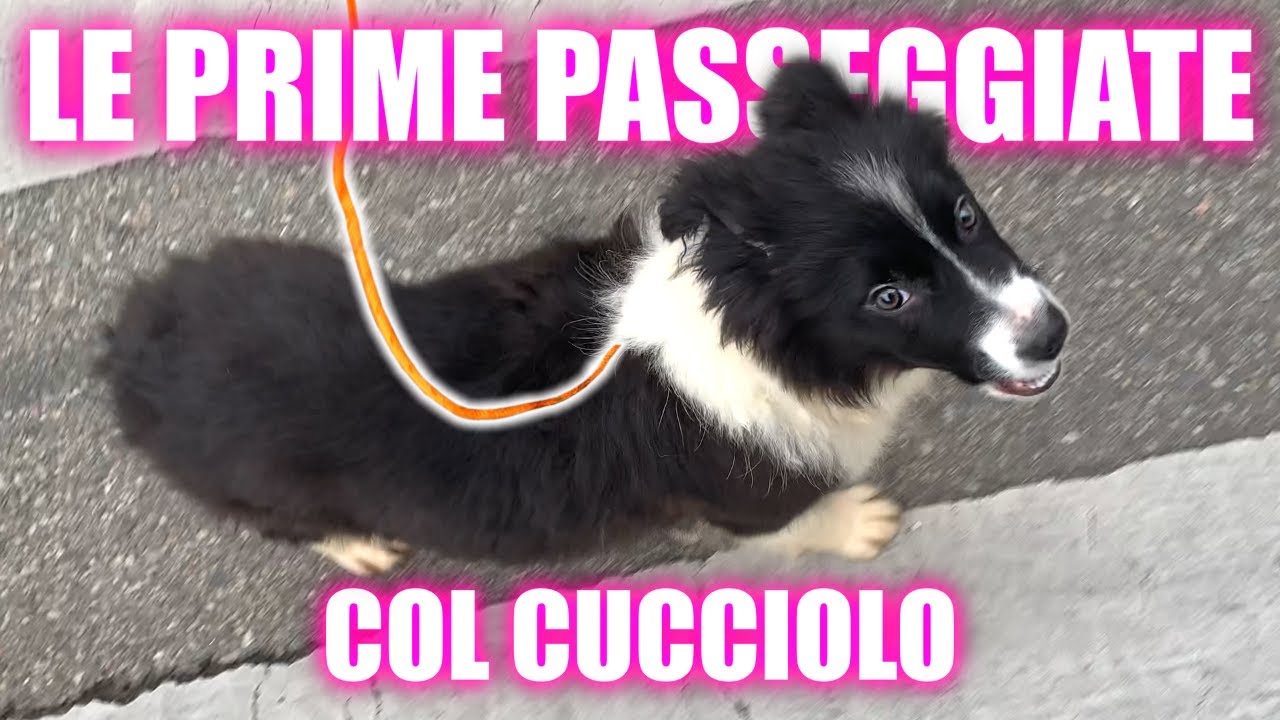 La PASSEGGIATA col CUCCIOLO: GUINZAGLIO - BISOGNI - SOCIALIZZAZIONE | 