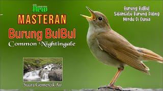 SUARA Burung BulBul , Spesial Buat Masteran Burung Calon Juara || Masteran bulbul samoyii kicau