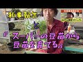 【自然農】『スーパーの豆苗から豆苗を育てる』のりさん農園プロジェクト