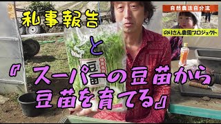 【自然農】『スーパーの豆苗から豆苗を育てる』のりさん農園プロジェクト