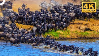 THE BIGGEST ANIMAL MASS MIGRATIONS IN THE WORLD | Wildlife Documentary | 4K Animal Documentary