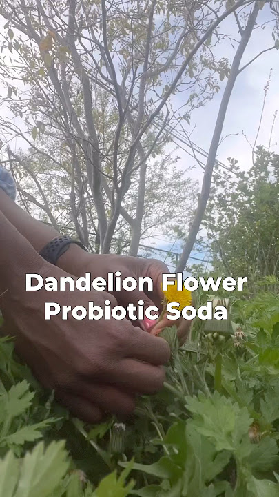 The Perfect Summer Gut-Healing Dandelion Soda