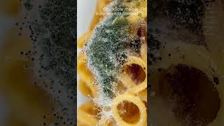 Mold Growth 20260314 0658 | Food Fungi | Microscopic - Vertical Stock Footage