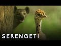 Ostrich vs zalika the hyena  serengeti story told by john boyega  bbc earth