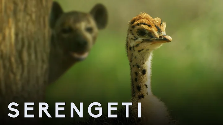 Ostrich Vs Zalika the Hyena | Serengeti: Story Told by John Boyega | BBC Earth - DayDayNews