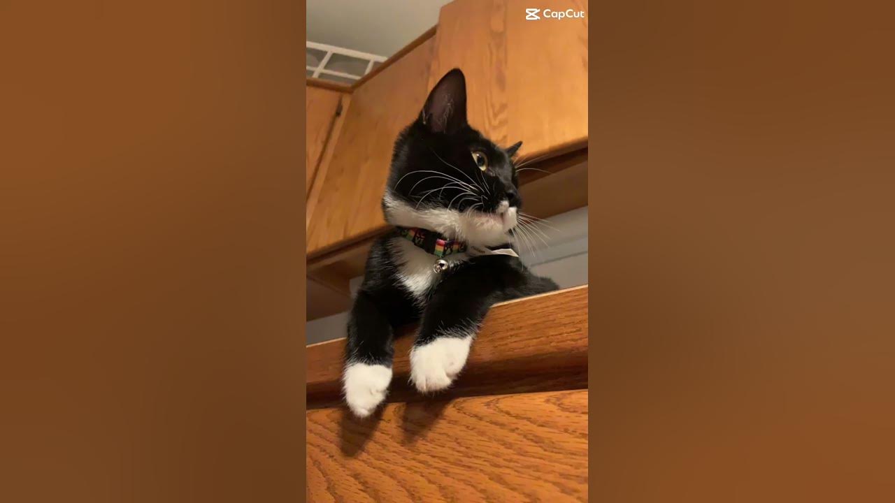 how-cats-act-when-u-get-home-foryou-catsoftiktok-comedy