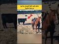 شاهد كيف انقذ الحصان صاحبه من بقرة غاضبة Shorts