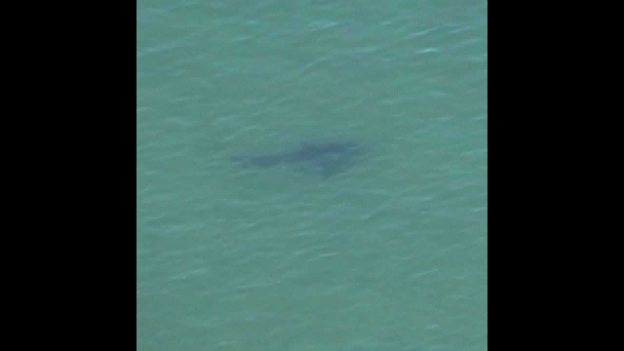 First human in 6 years attacked by shark on Cape Cod