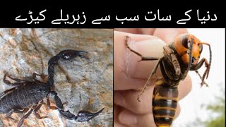 Top 7 poisonous and venomous insects in the world| دنیا کے سات سب سے زہریلے کیڑے| Abdul Mohiz world