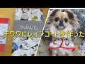 犬服作りレインコートを手作りしてみた【犬服作りカッパ】