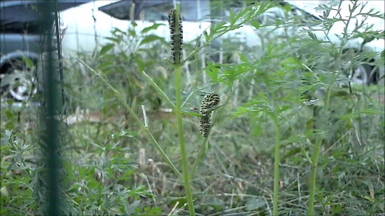 American swallowtail caterpillars eating carrot plant(4x speed) YouTube