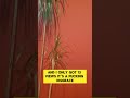 #comedy #standup #funnyshorts  #talkingplants