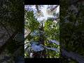 The Amazon Unveiled: Exploring Earth’s Most Brutal & Beautiful Rainforest #nature #amazonrainforest