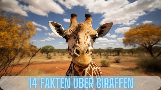14 Faszinierende Fakten Über Giraffen Tierexplore Giraffen Fakten