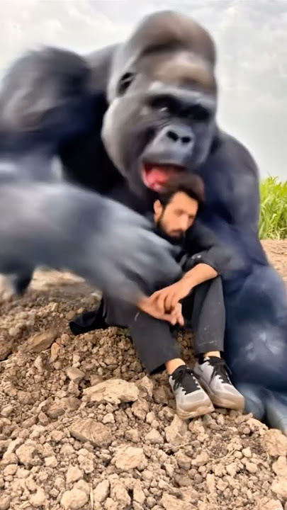 Oh no gorilla take the boy #viralshorts #gorilla #shorts la