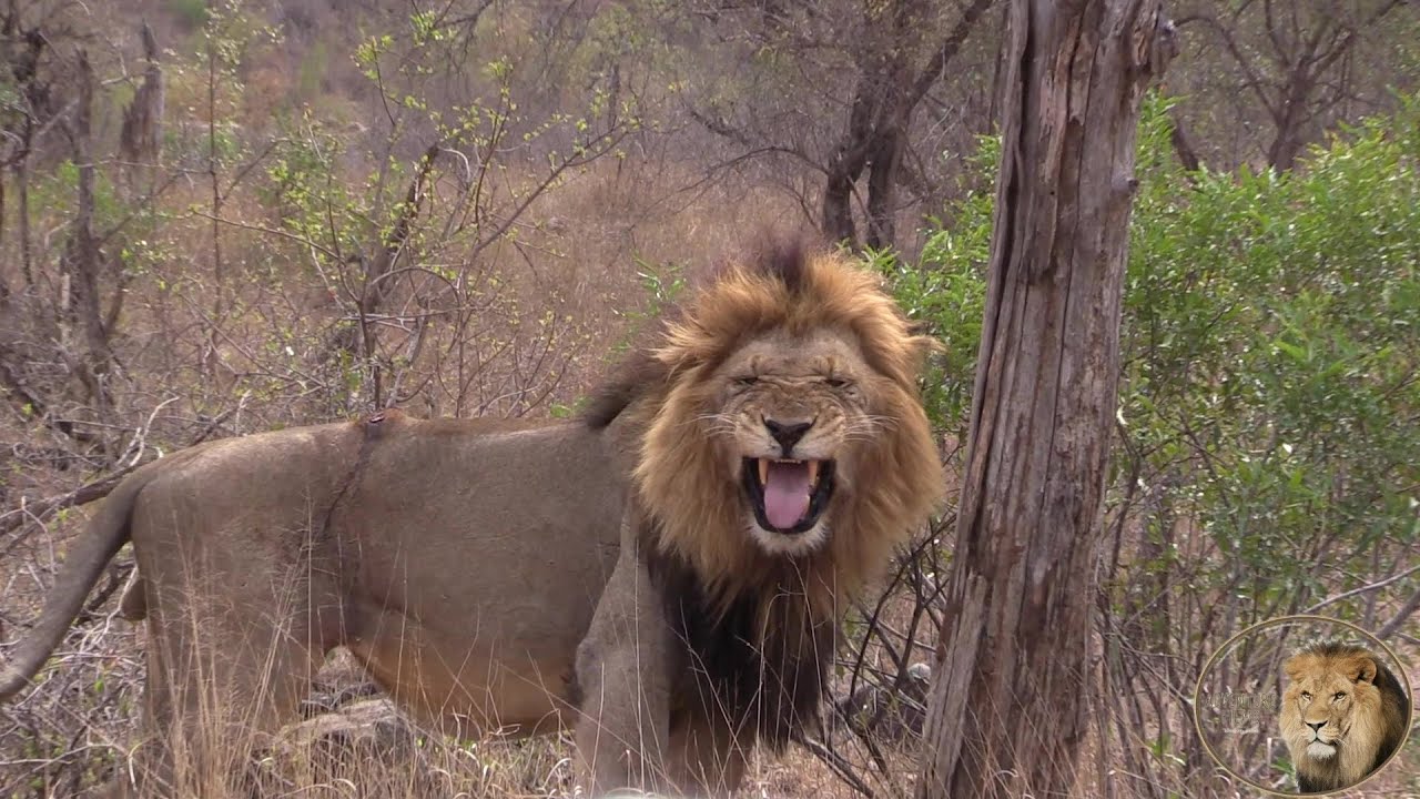 Huge Lion Brothers Marking Territory