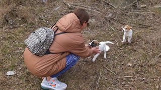 Watch this TearJerking Moment Abandoned Puppies Get Rescued and Find Forever Home