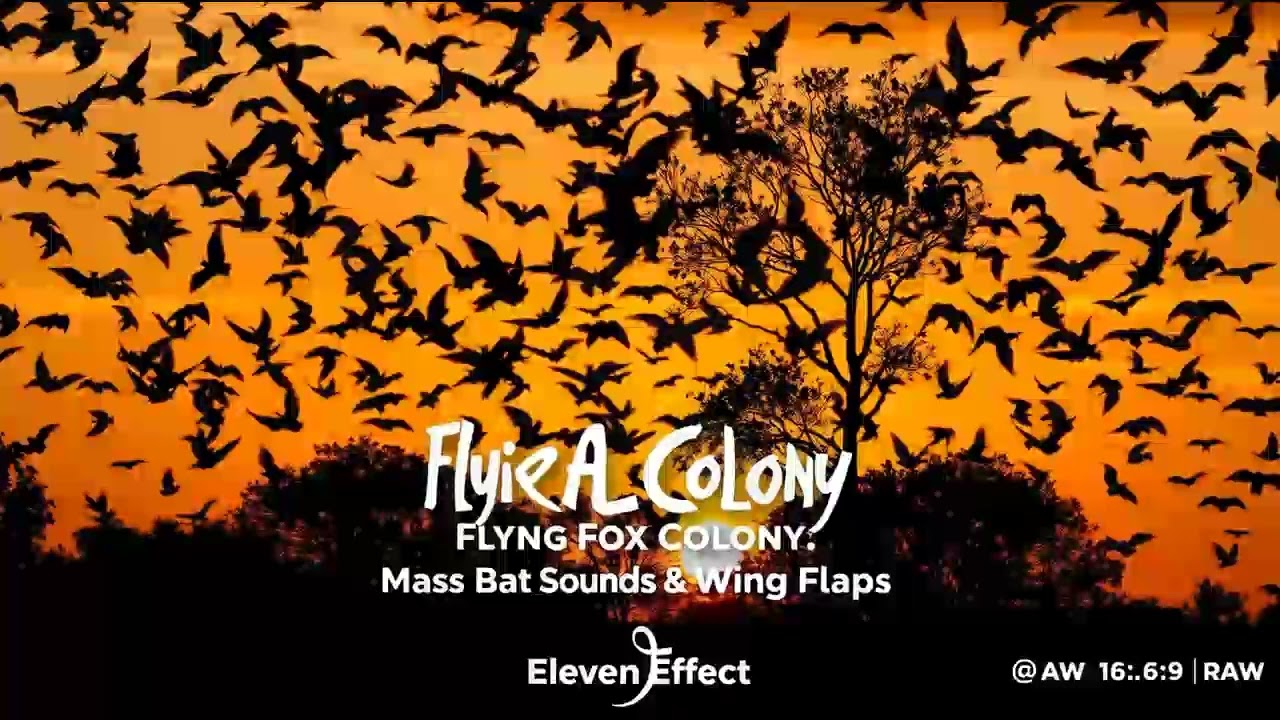 Flying Fox Colony • Mass Bat Sounds & Wing Flaps for Wildlife Experience