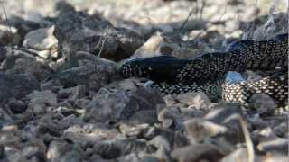 My name is orry martin: the texas snake hunter and this documentary
details information about 3 subspecies of common kingsnake found in
arizona. we also ...