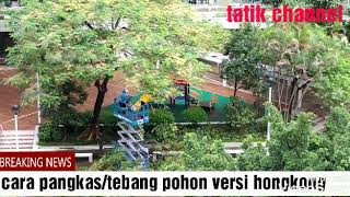 ngintup cara orang HK nebang pohon