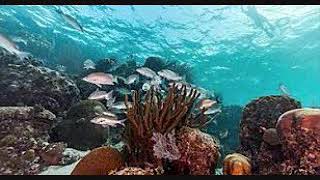 LOST MY LOVER IN DECEMBER