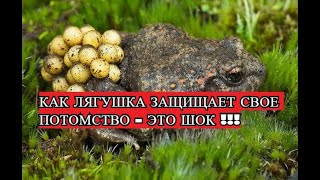 Икра Лягушки Или Как Лягушачья Семья Защищает Свое Потомство