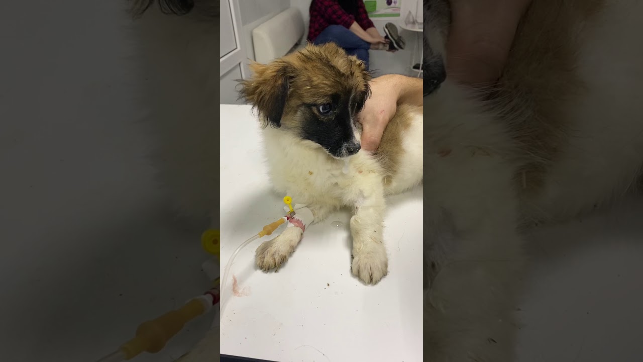 Чума плотоядных. Поражение ЦНС.